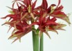 hippeastrum Quito (1)